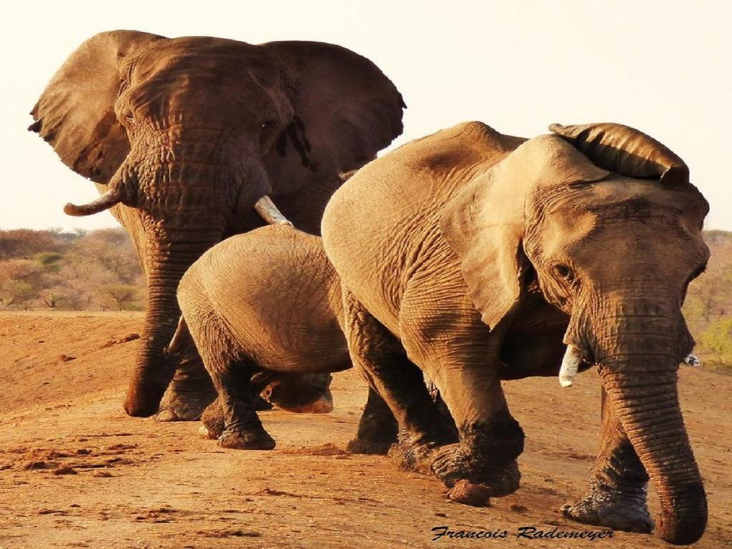 Madikwe Hills Private Game Lodge Madikwe Game Reserve Luaran gambar