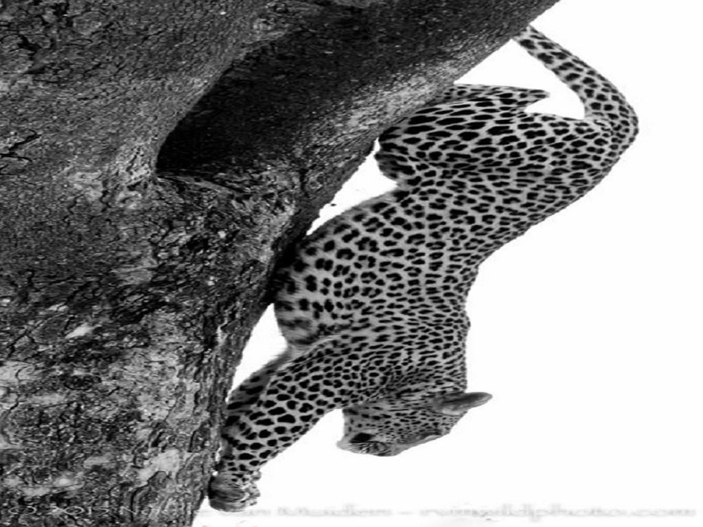 Madikwe Hills Private Game Lodge Madikwe Game Reserve Luaran gambar